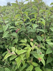 Cestrum elegans