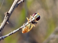 Simosyrphus grandicornis