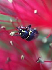 Hylaeus euxanthus