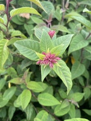 Cestrum elegans