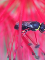 Hylaeus euxanthus