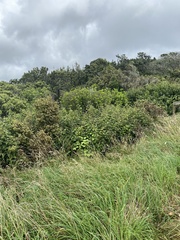 Cestrum elegans