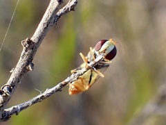 Simosyrphus grandicornis
