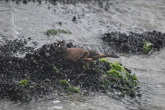 Cinclodes taczanowskii