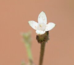 Paranotis pterospora