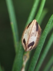 Balta bicolor