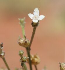 Paranotis pterospora