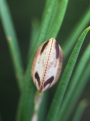 Balta bicolor