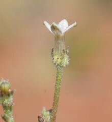 Paranotis pterospora