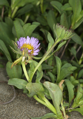 Erigeron glaucus