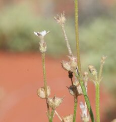 Paranotis pterospora