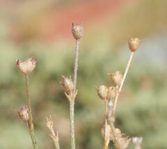 Paranotis pterospora