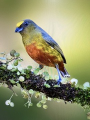 Euphonia gouldi