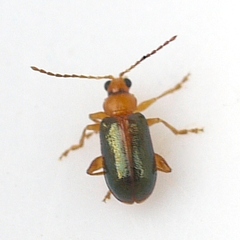 Luperaltica senilis