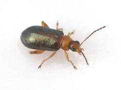 Luperaltica senilis