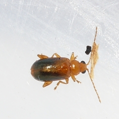 Luperaltica senilis
