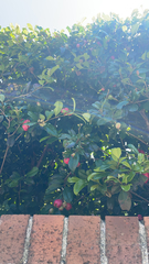 Syzygium paniculatum