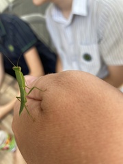 Orthodera