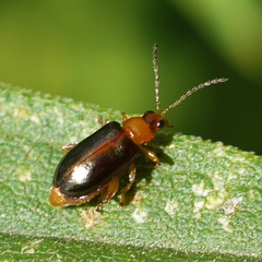 Luperaltica senilis