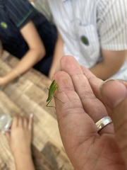 Orthodera