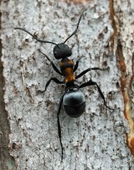 Polyrhachis ornata