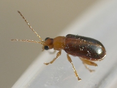 Luperaltica senilis