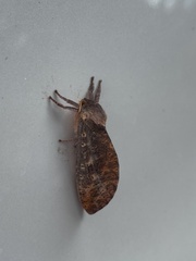 Elhamma australasiae