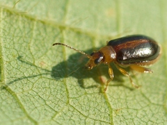 Luperaltica senilis