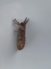 Elhamma australasiae