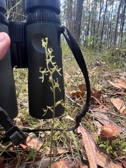 Arthrochilus prolixus