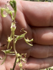 Arthrochilus prolixus