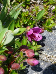 Rhododendron camtschaticum