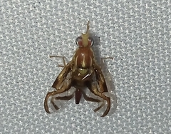 Anastrepha fraterculus