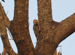 Leiopicus mahrattensis