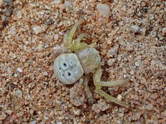 Cymbacha cerea