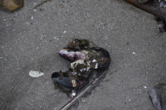 Semimytilus patagonicus