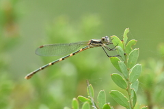 Austrolestes leda