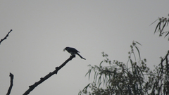 Dicrurus caerulescens