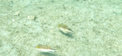 Canthigaster rostrata