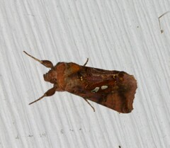 Autographa bimaculata