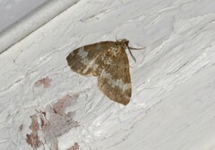 Perizoma alchemillata