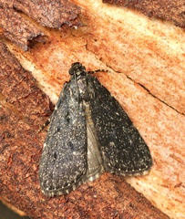Stericta carbonalis