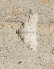 Lobophora nivigerata