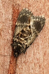 Stericta carbonalis