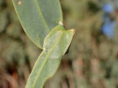 Cymbacha cerea