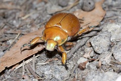 Anoplognathus montanus