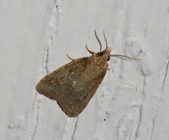 Platynota exasperatana