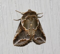 Habrosyne scripta