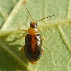 Luperaltica senilis
