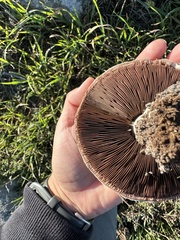 Agaricus bisporus